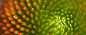 webinar questions